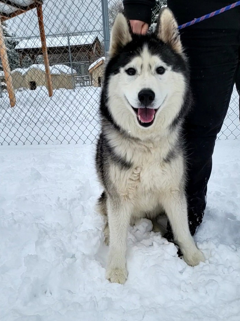dog-image