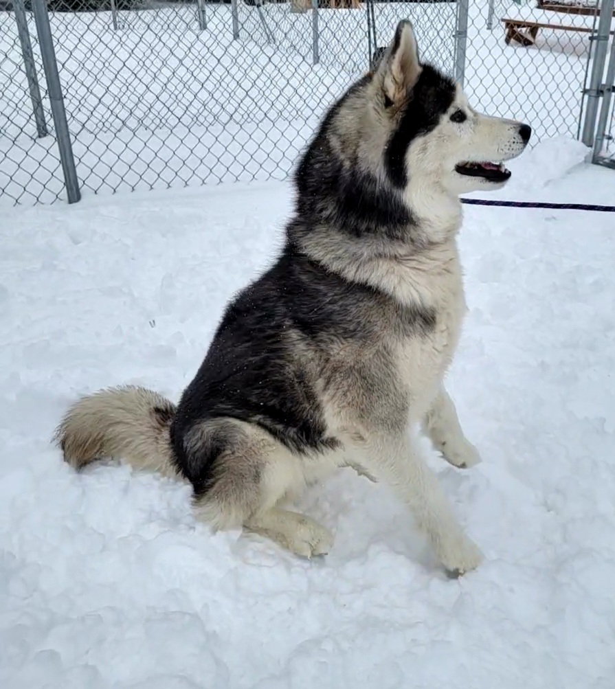 dog-image