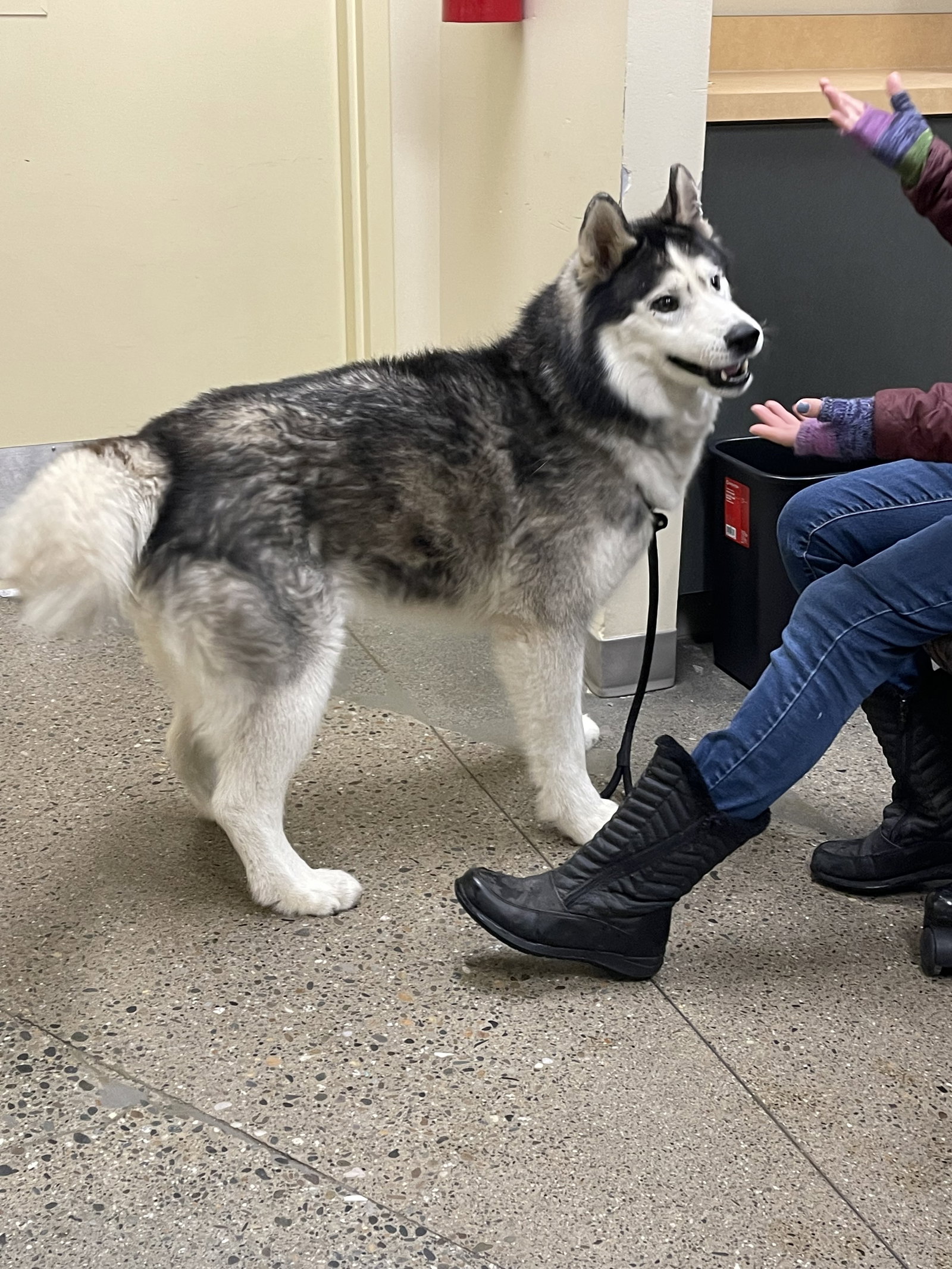 dog-image