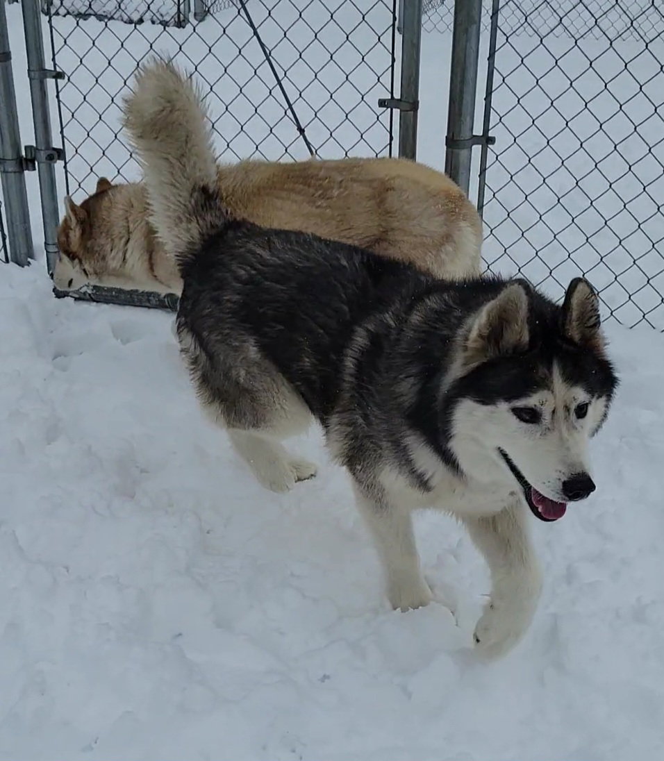 dog-image
