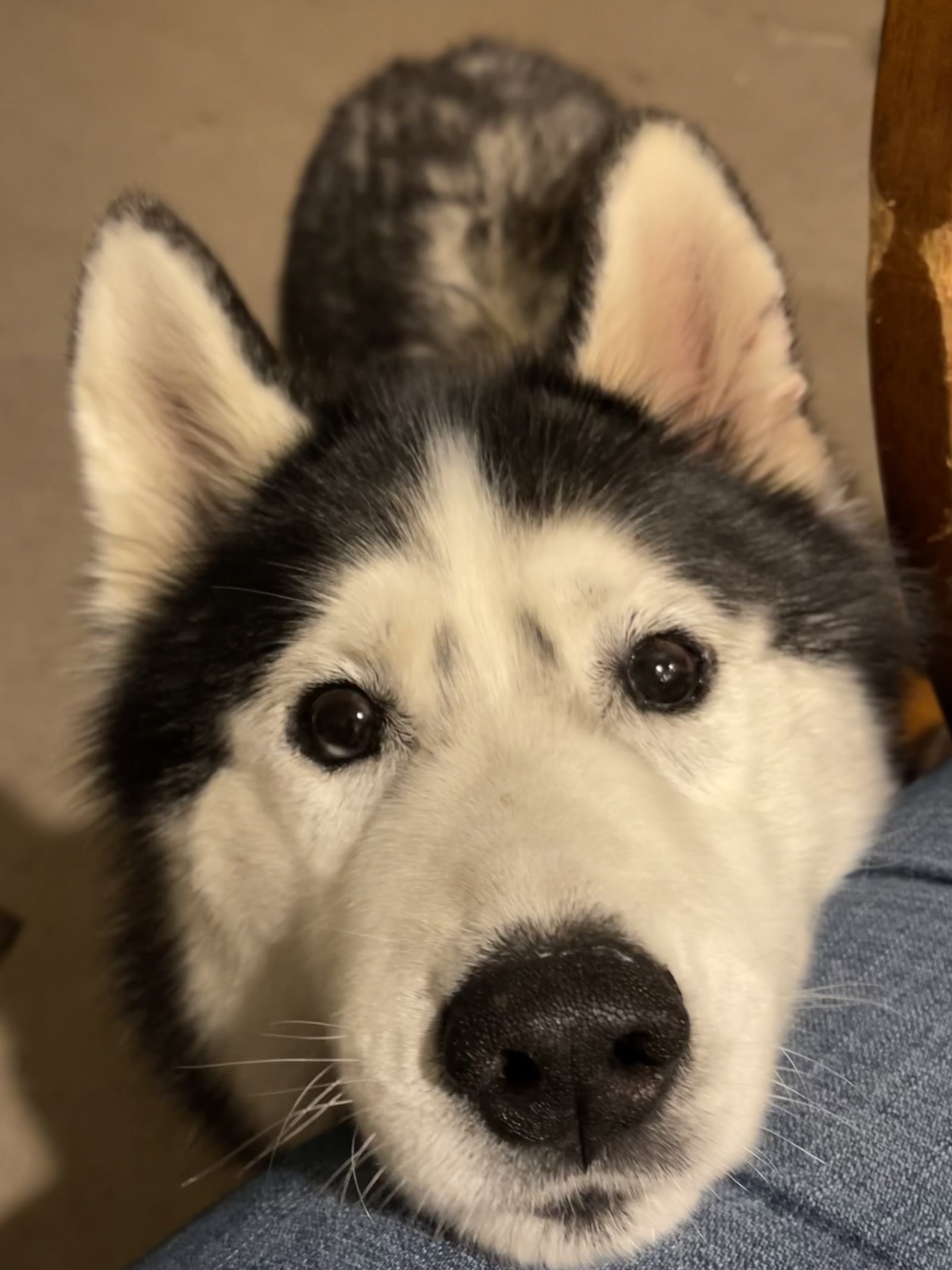 dog-image