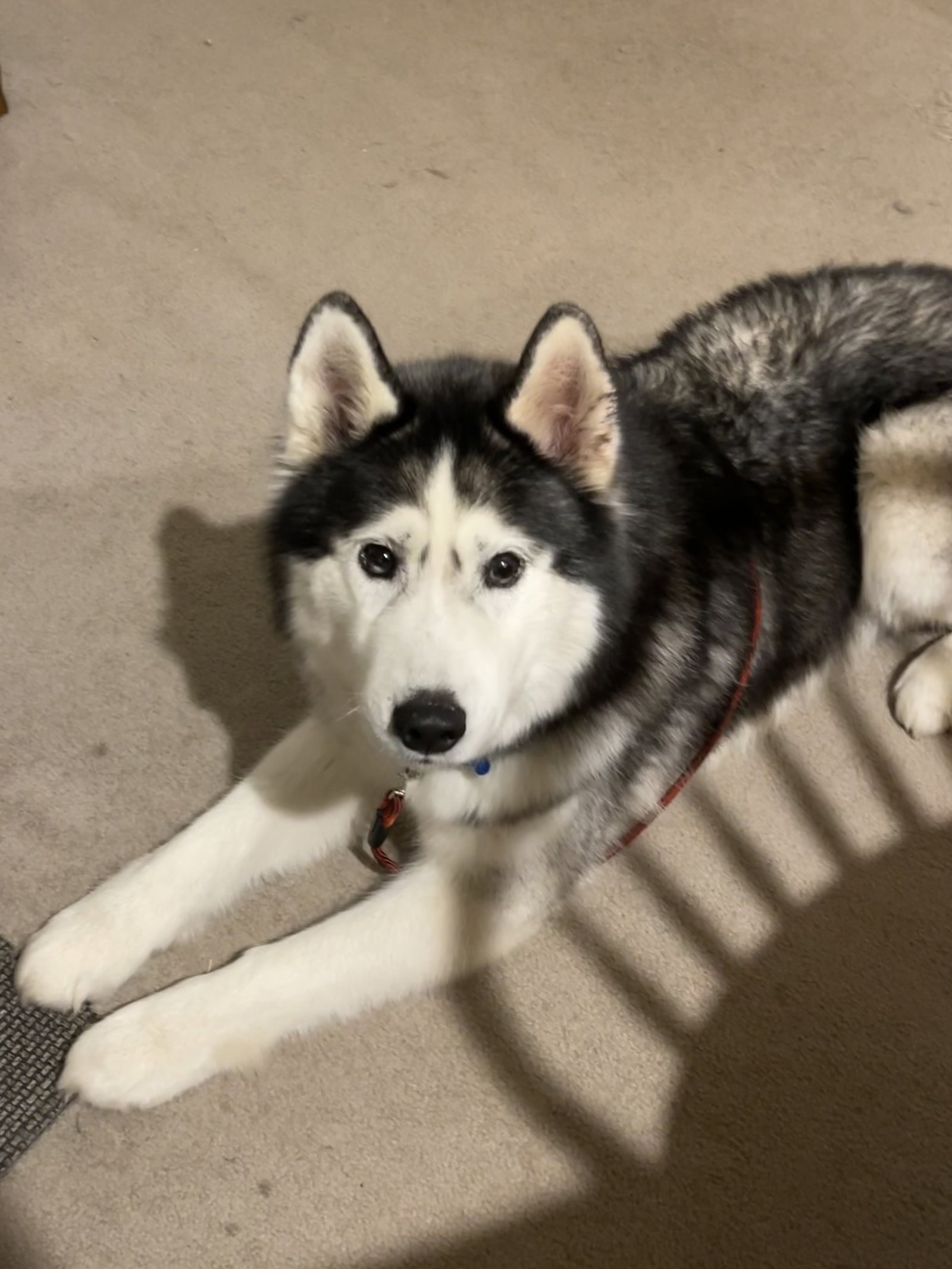 dog-image