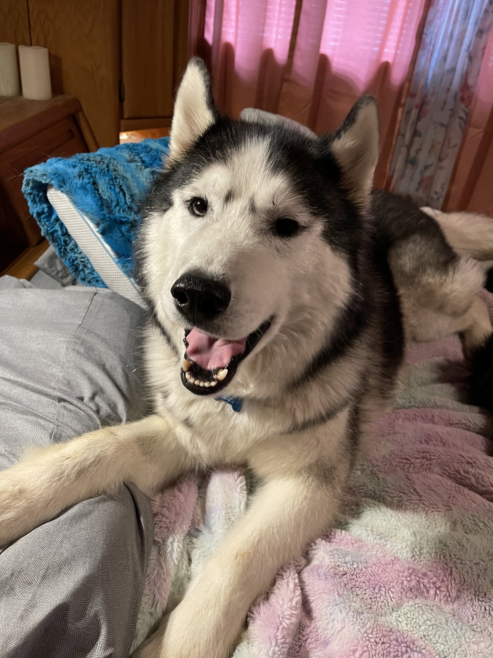 dog-image