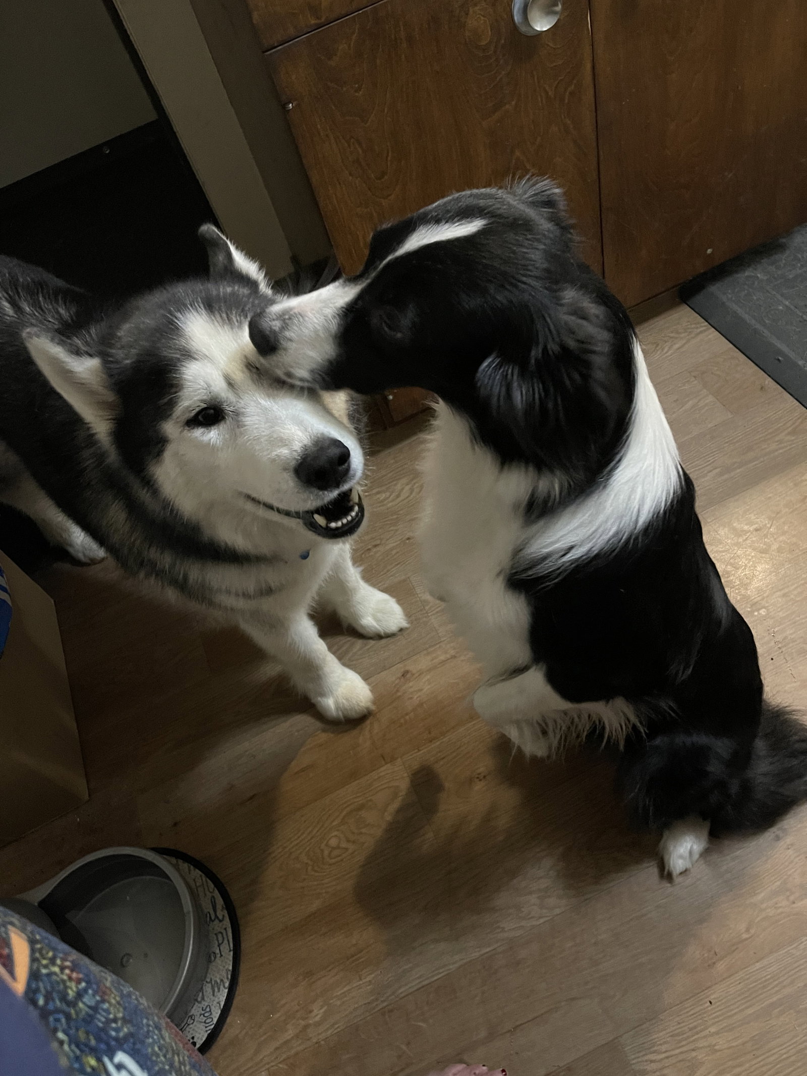 dog-image