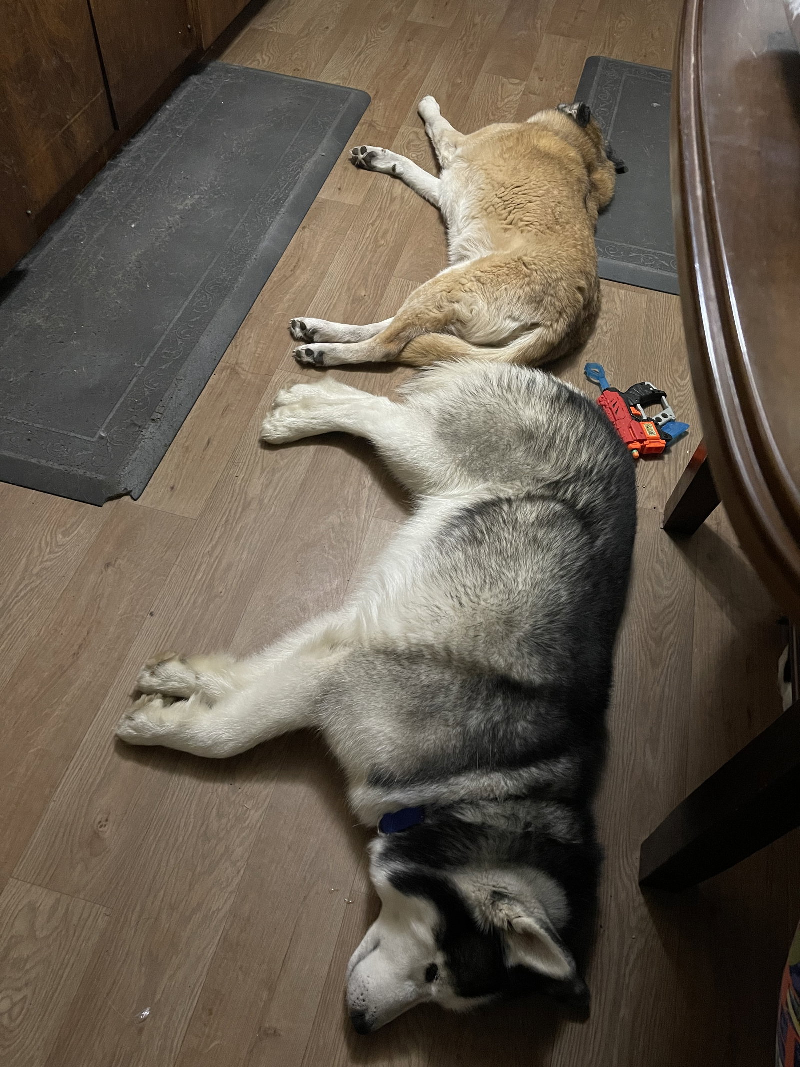 dog-image
