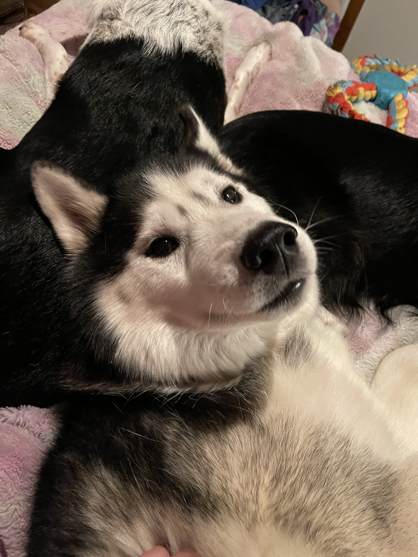dog-image