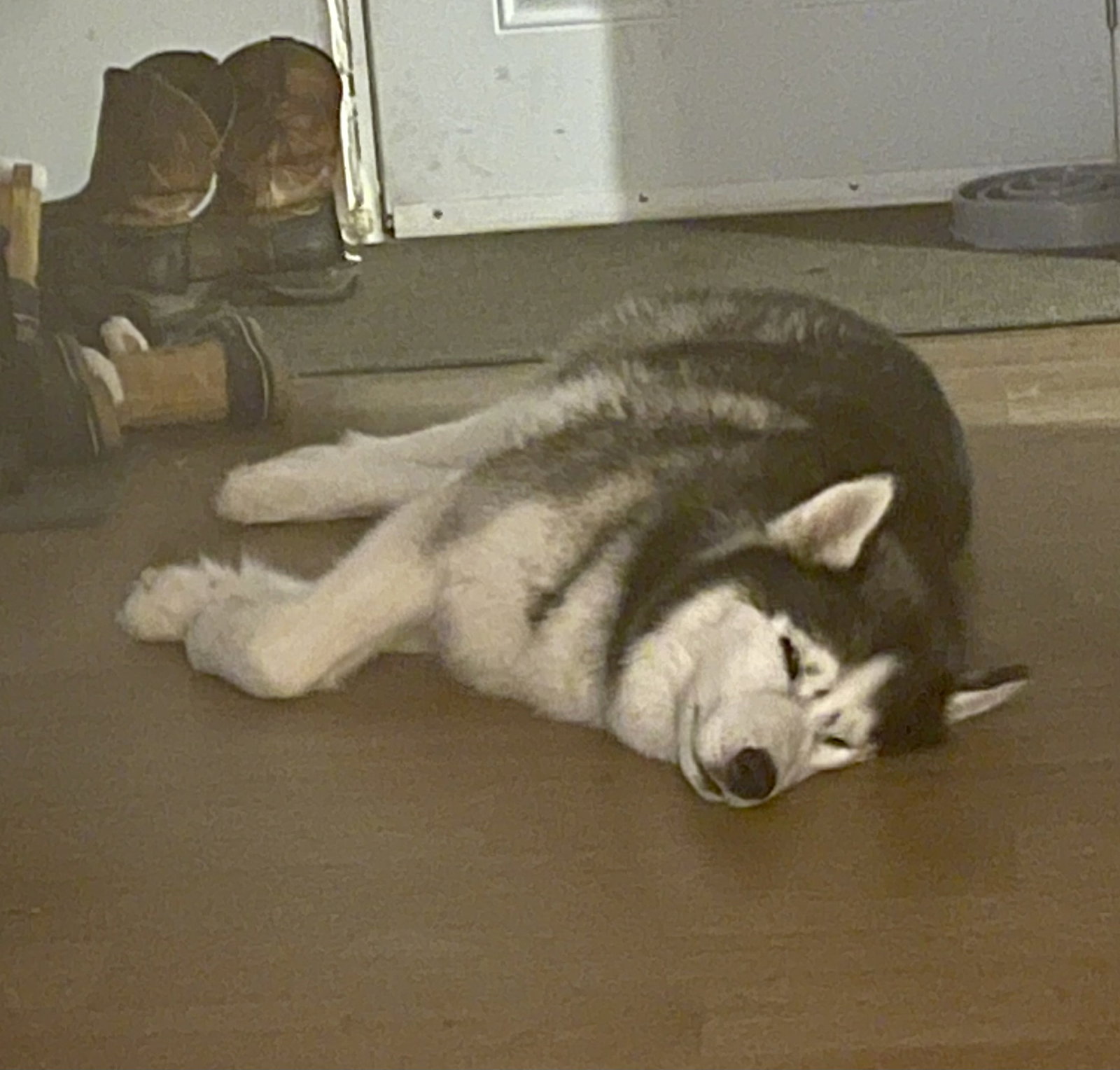dog-image