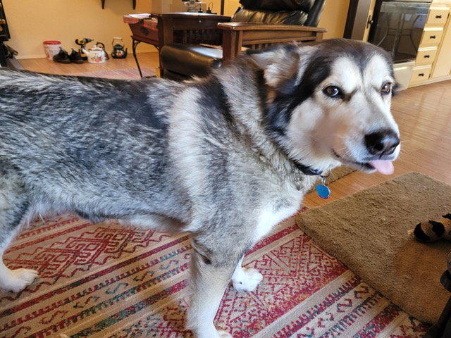 dog-image