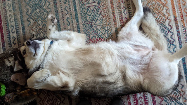 dog-image