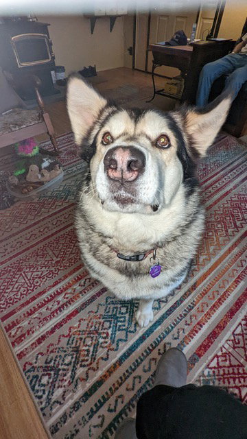 dog-image