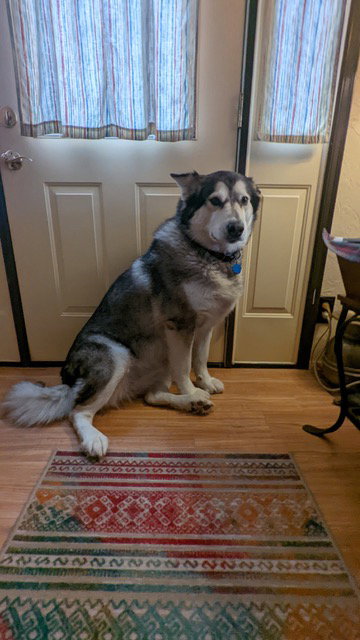 dog-image