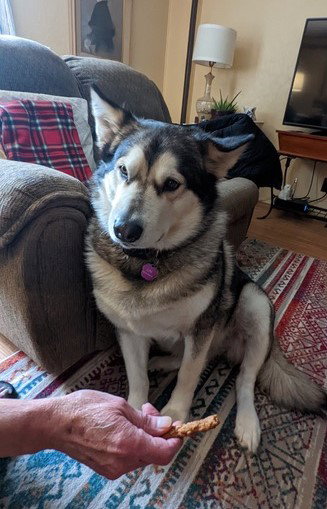 dog-image