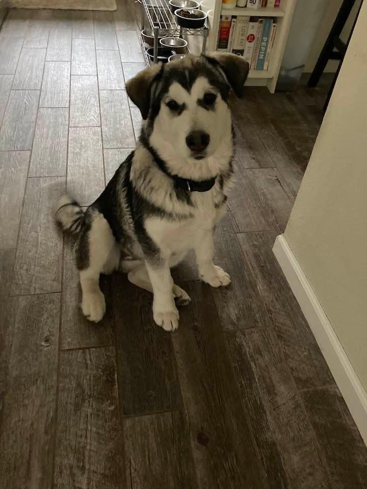 MIA (renamed Mishka)
