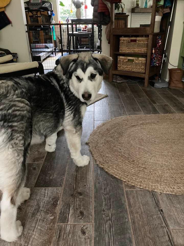 dog-image