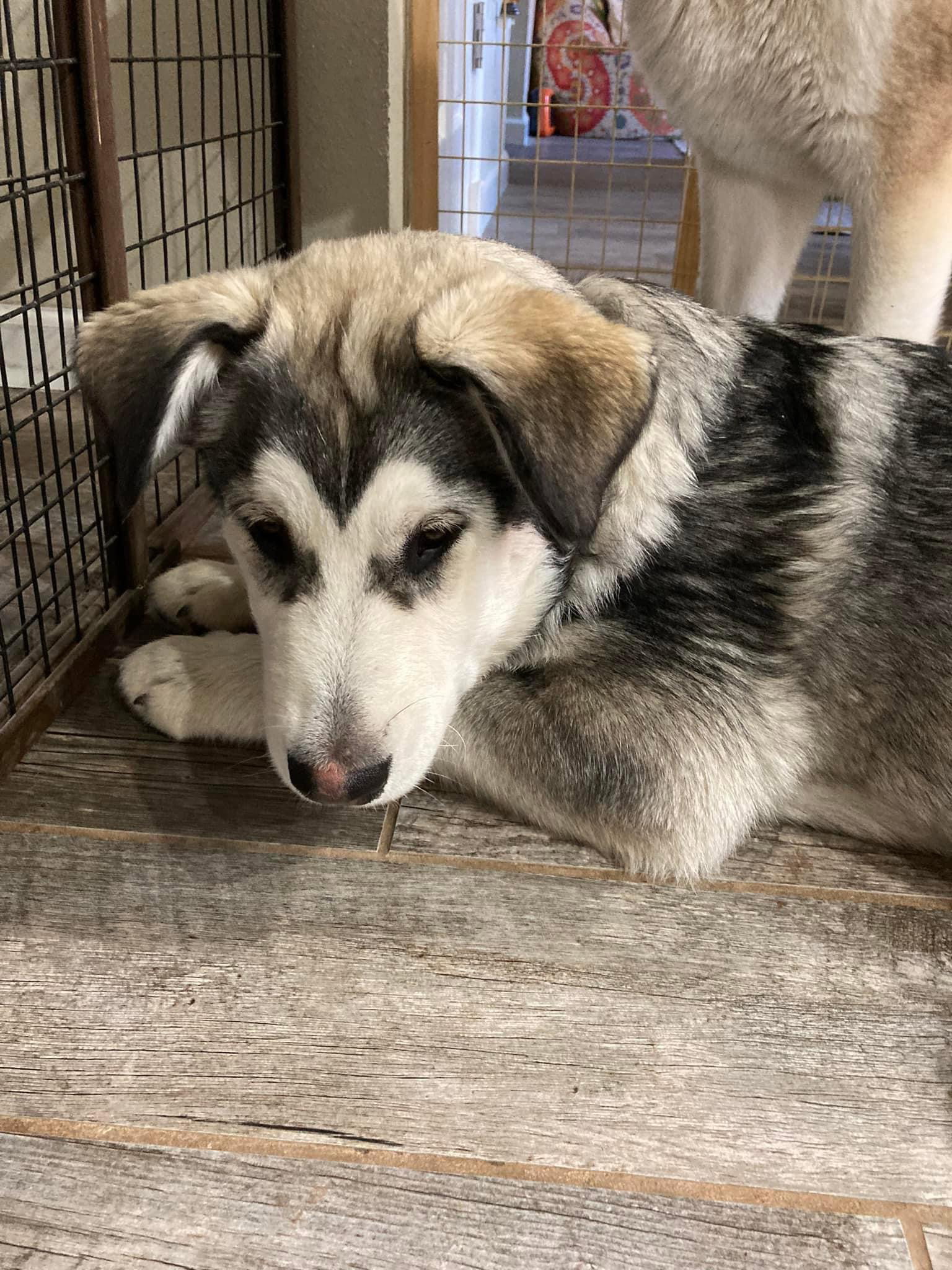 dog-image