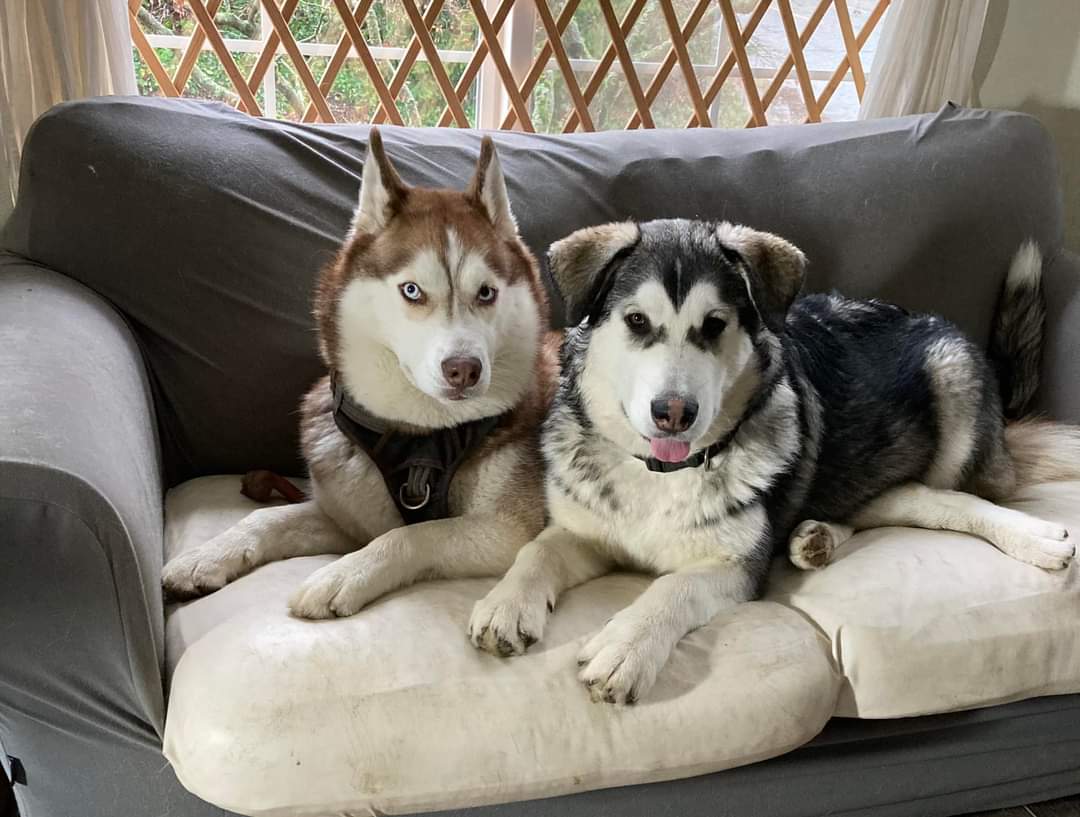 dog-image