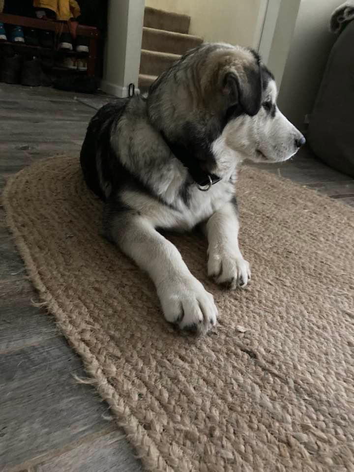 dog-image
