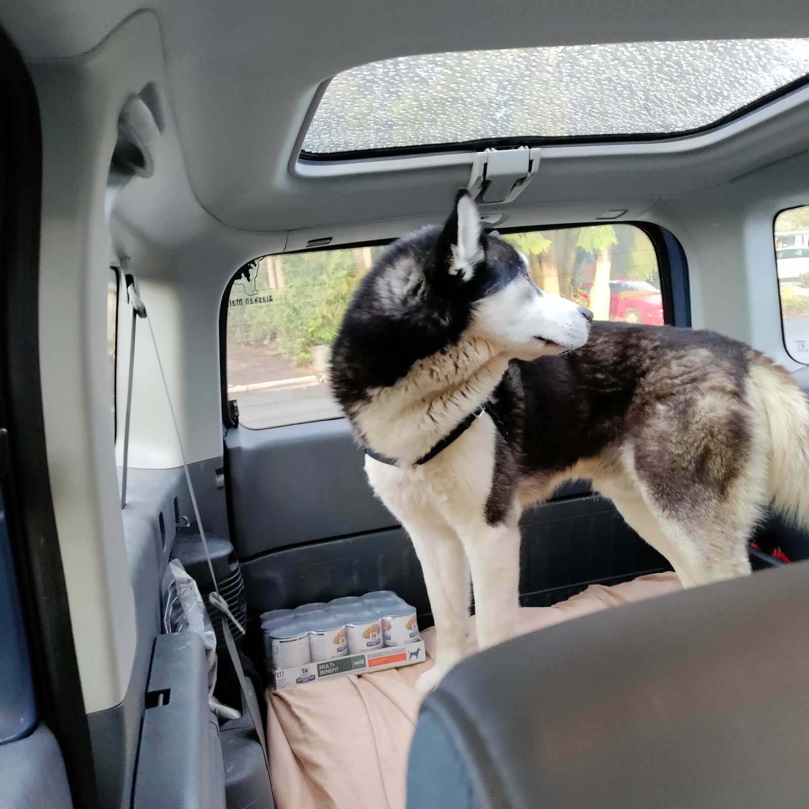 dog-image