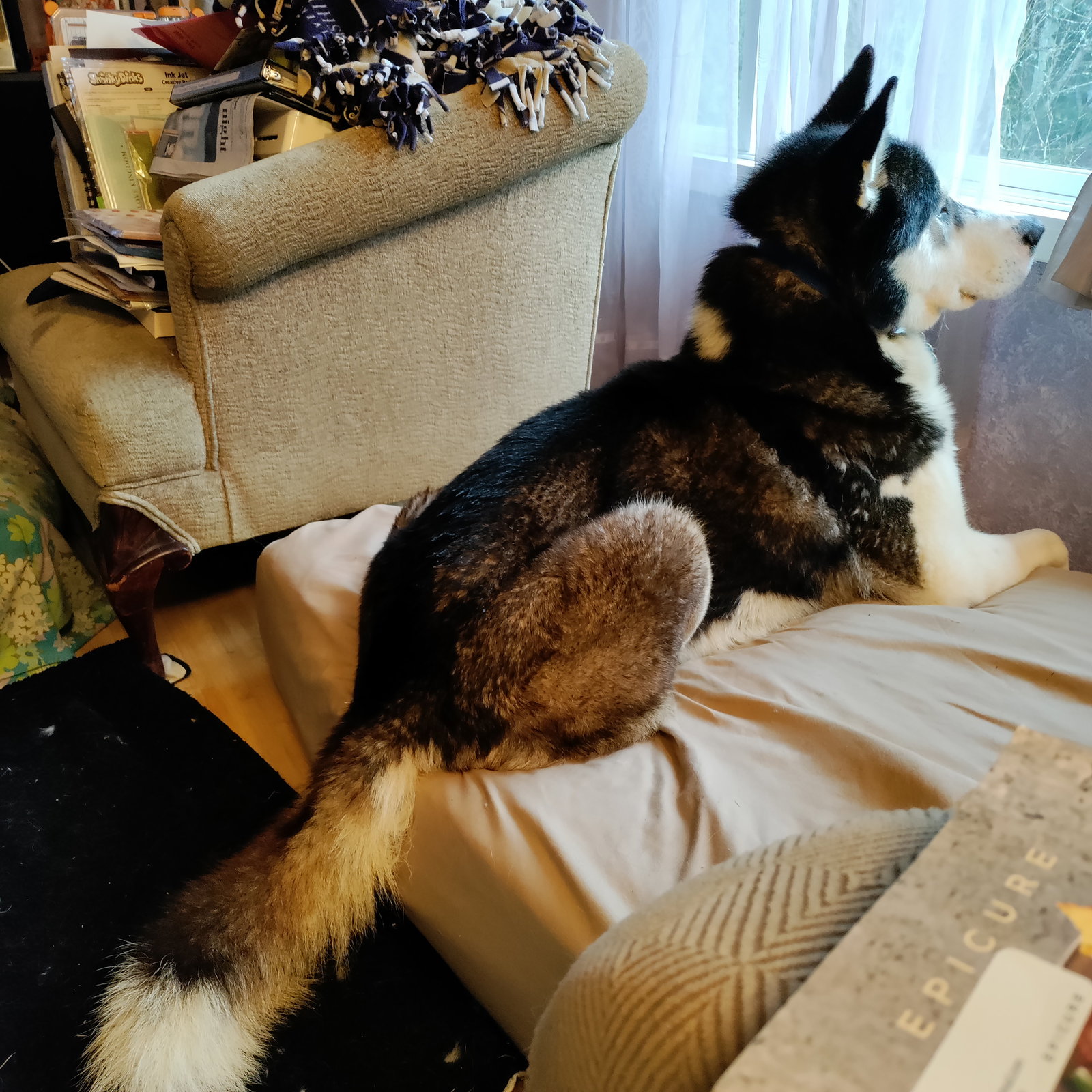 dog-image