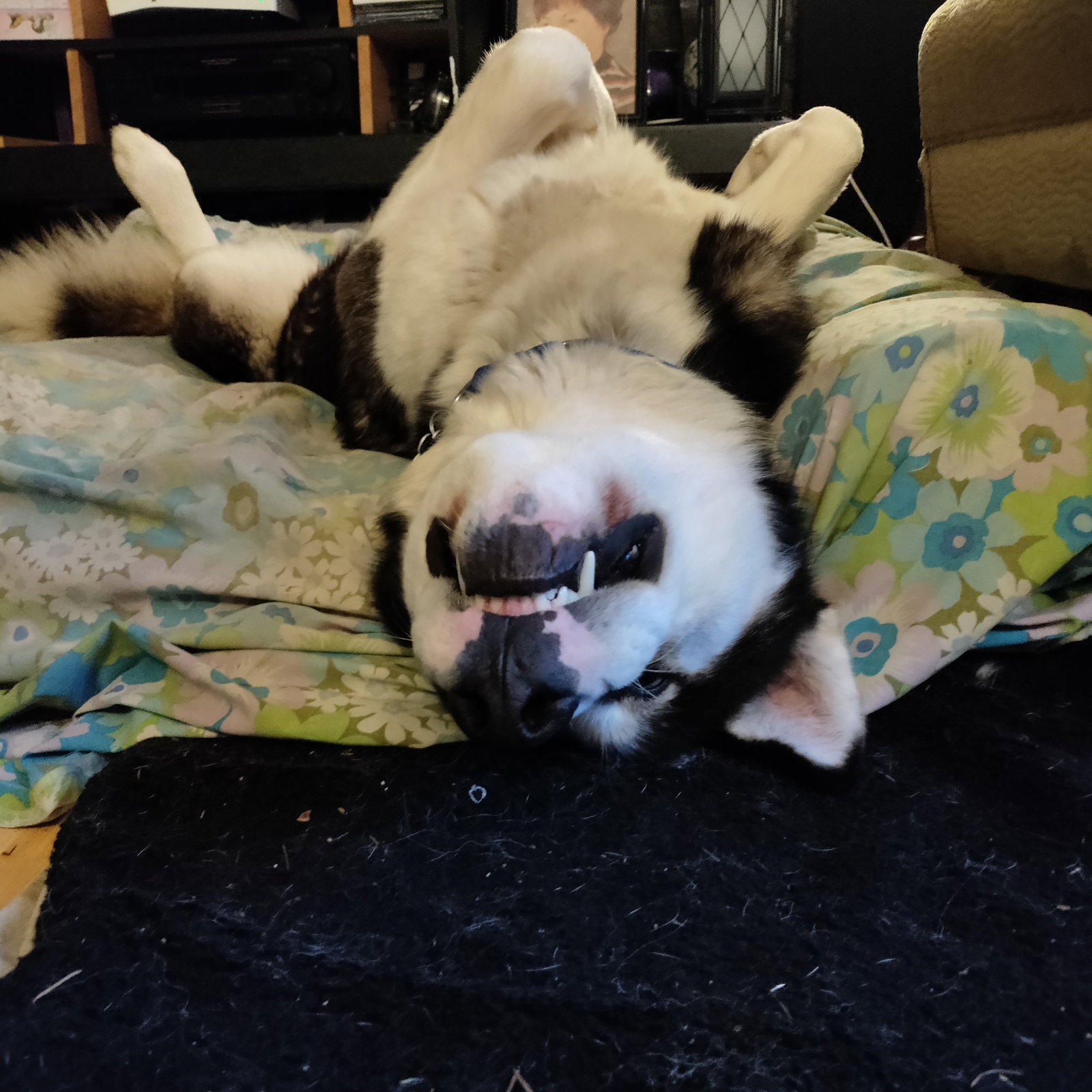 dog-image