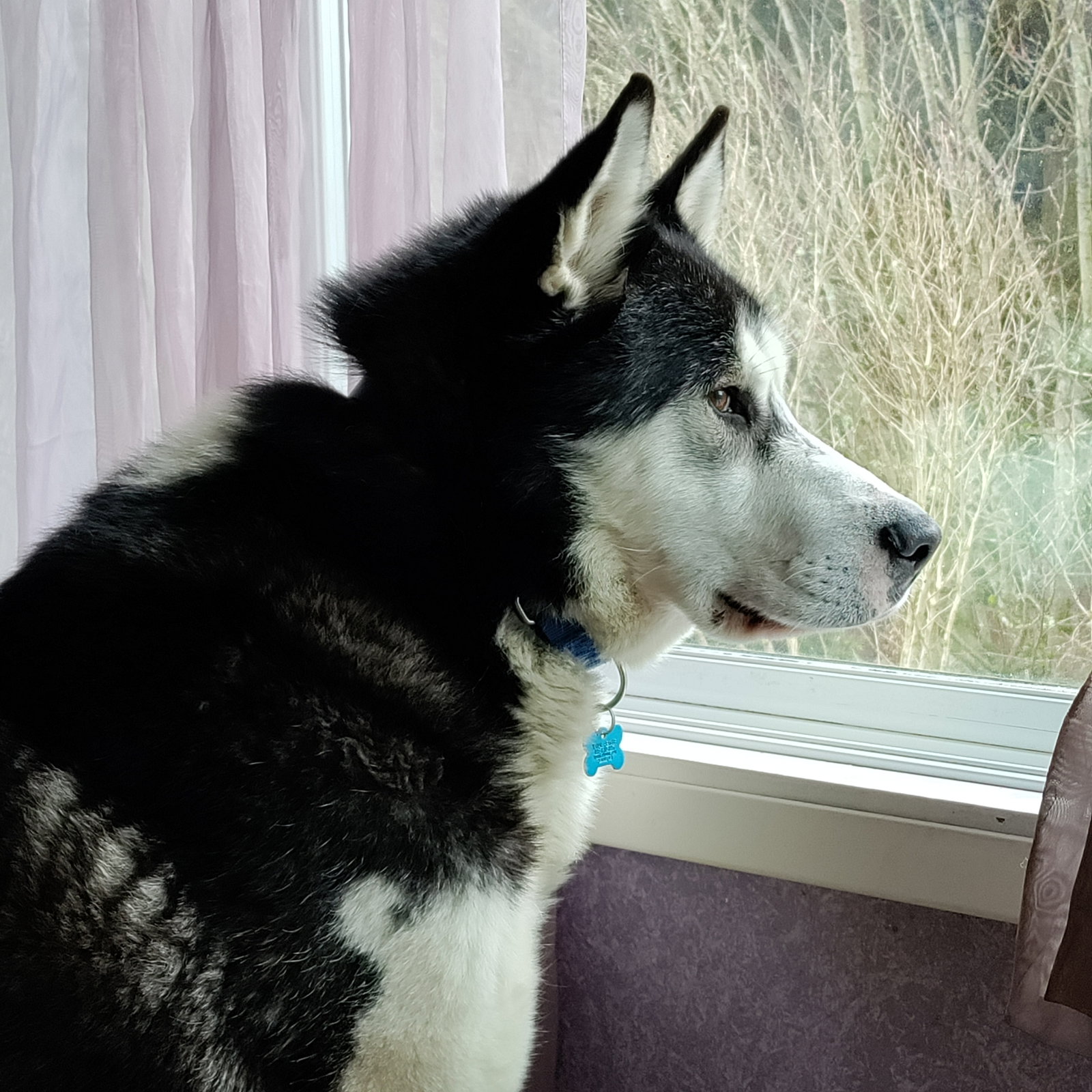 dog-image