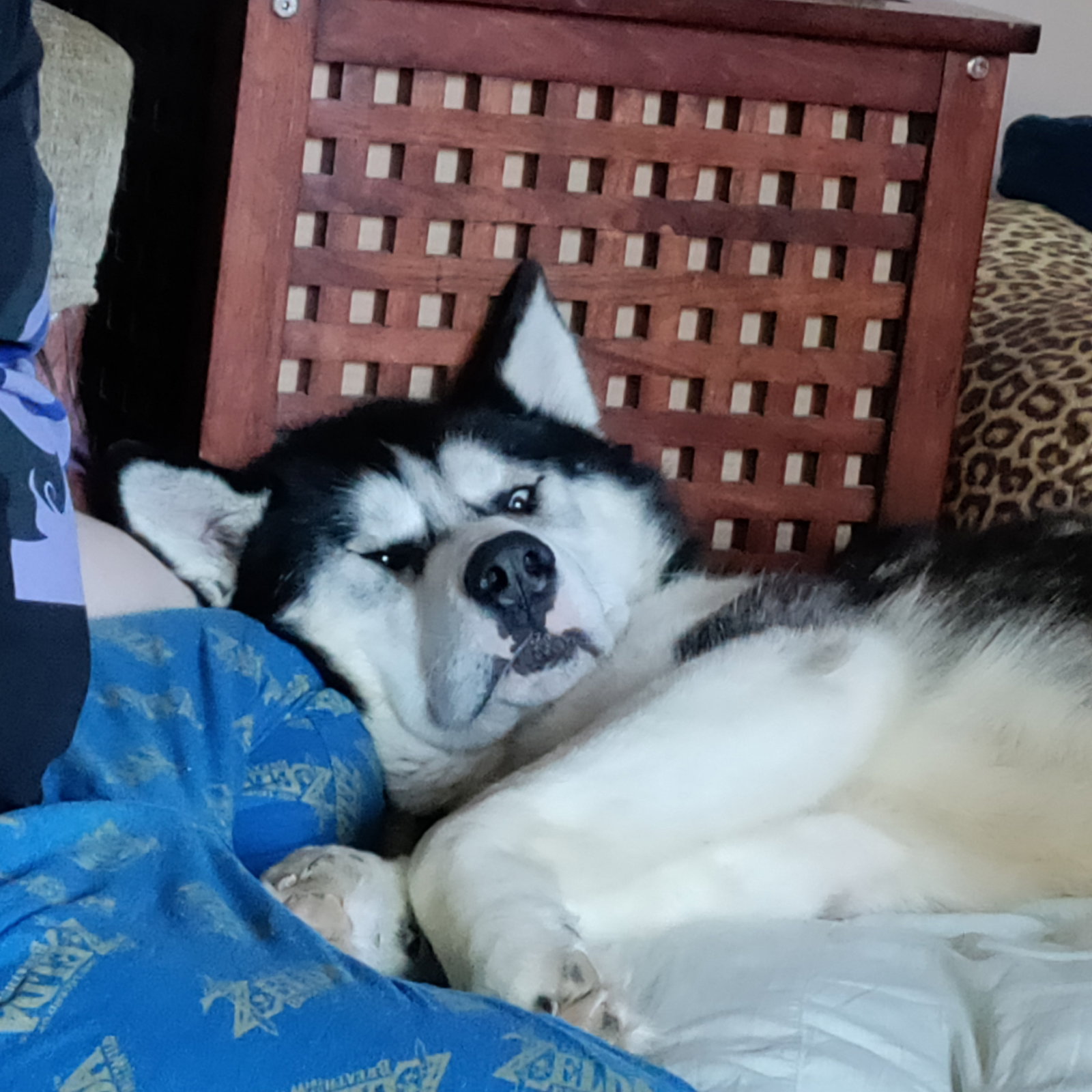 dog-image