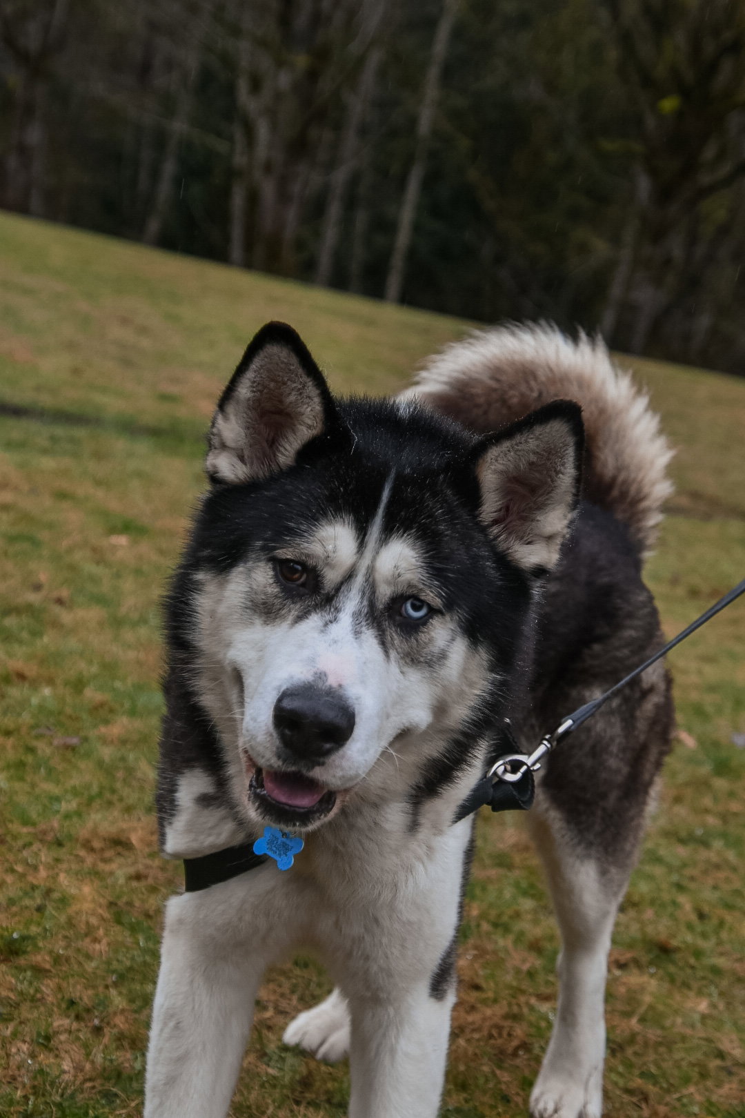 dog-image