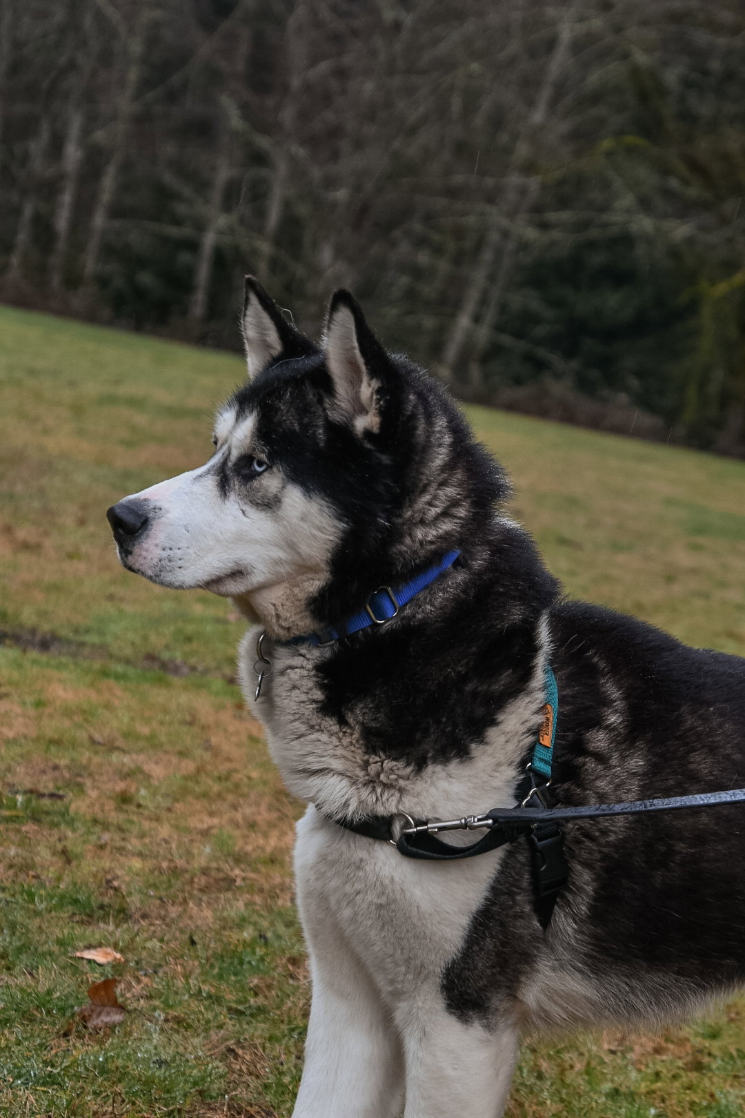 dog-image