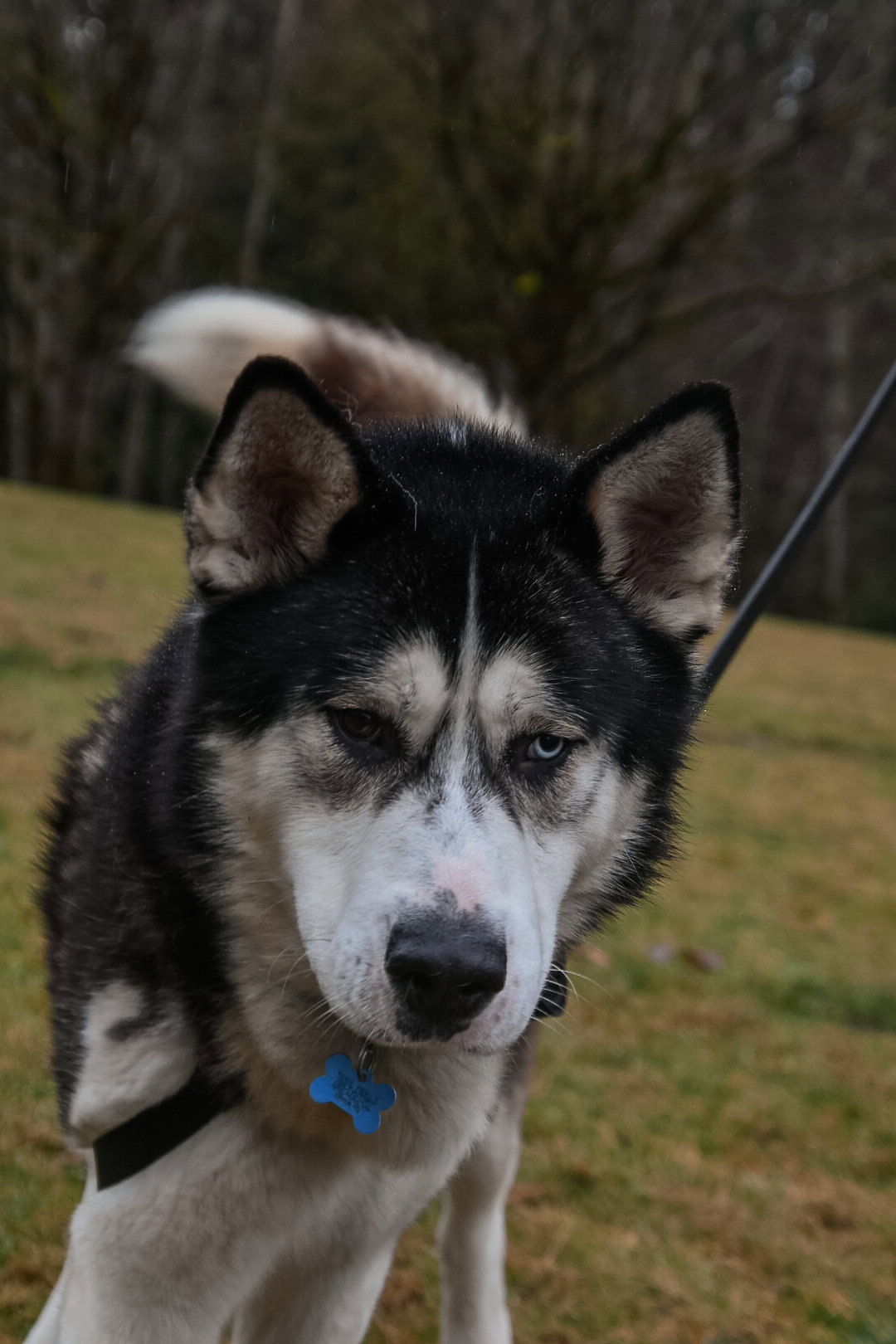 dog-image
