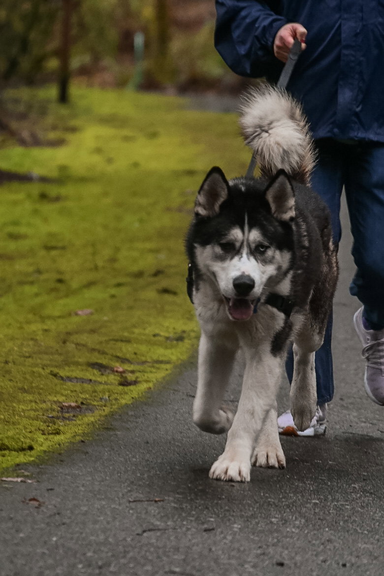 dog-image