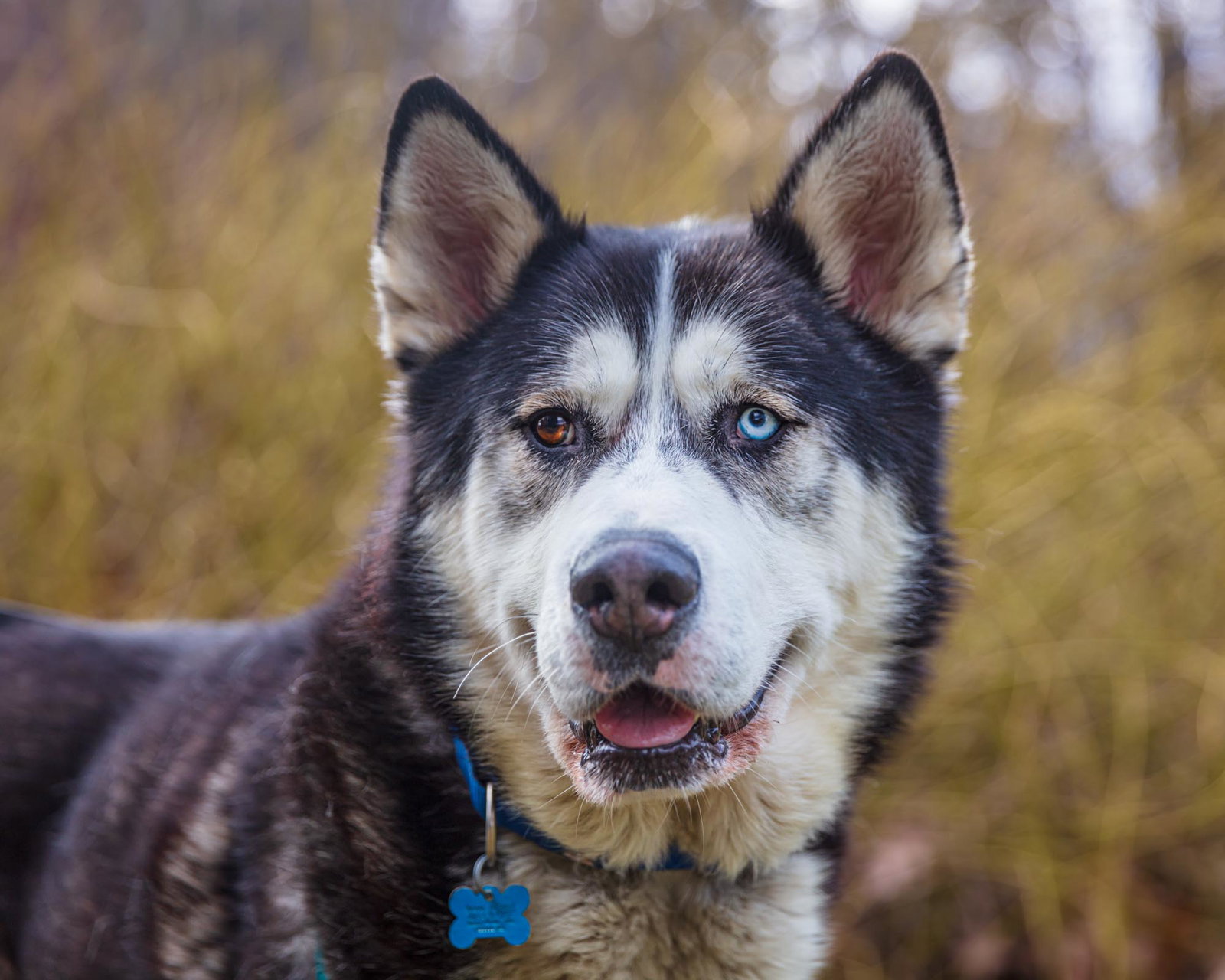 dog-image