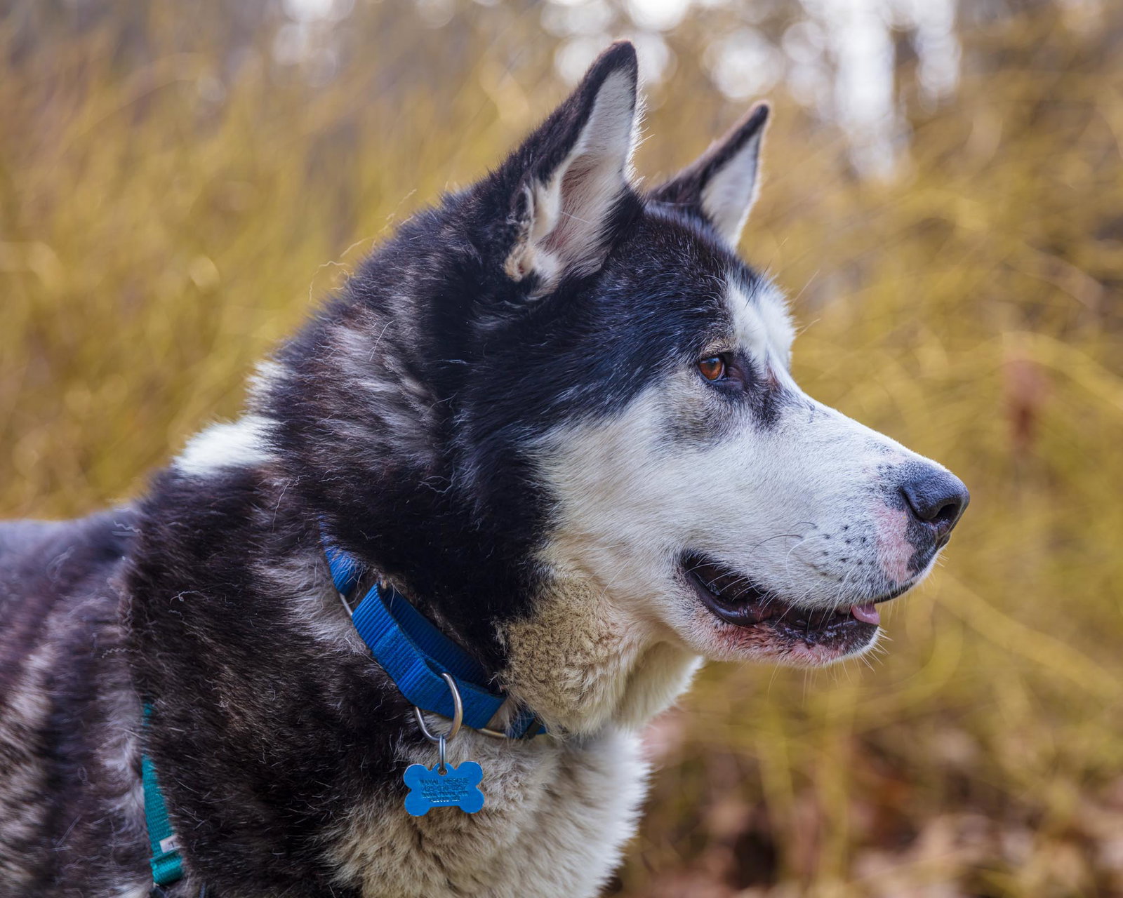 dog-image