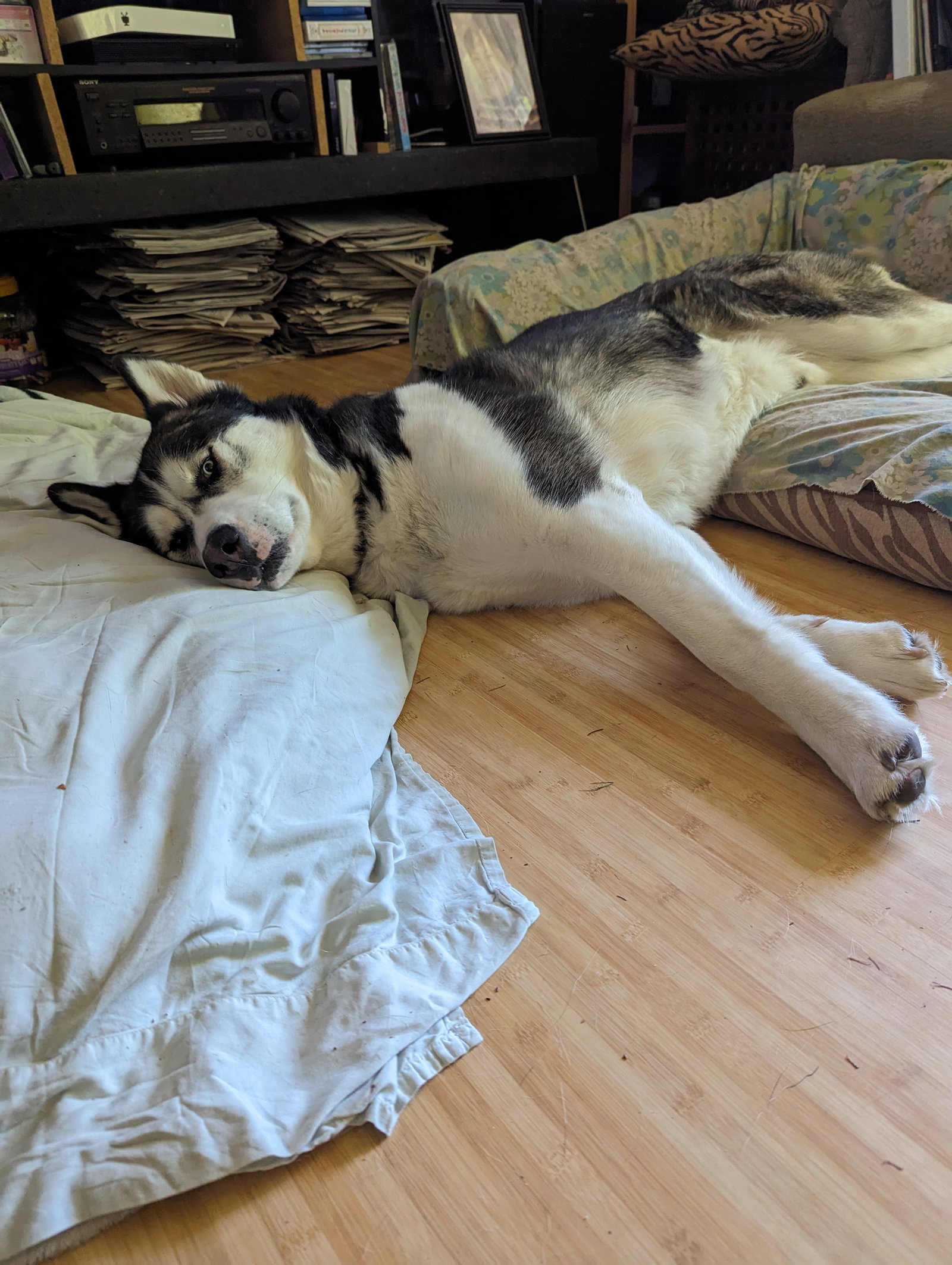dog-image