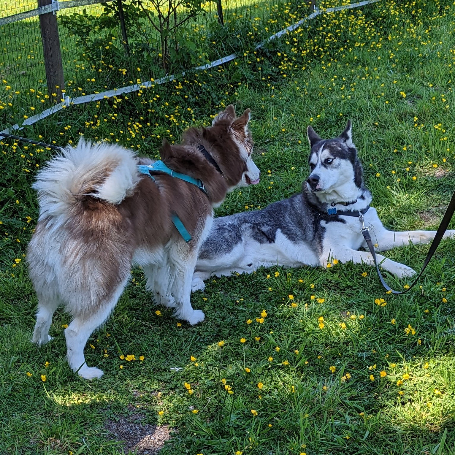 dog-image