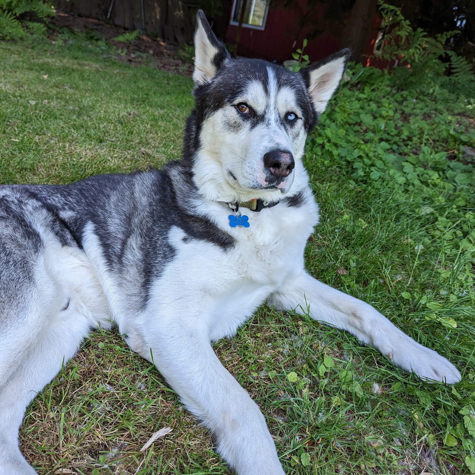 dog-image