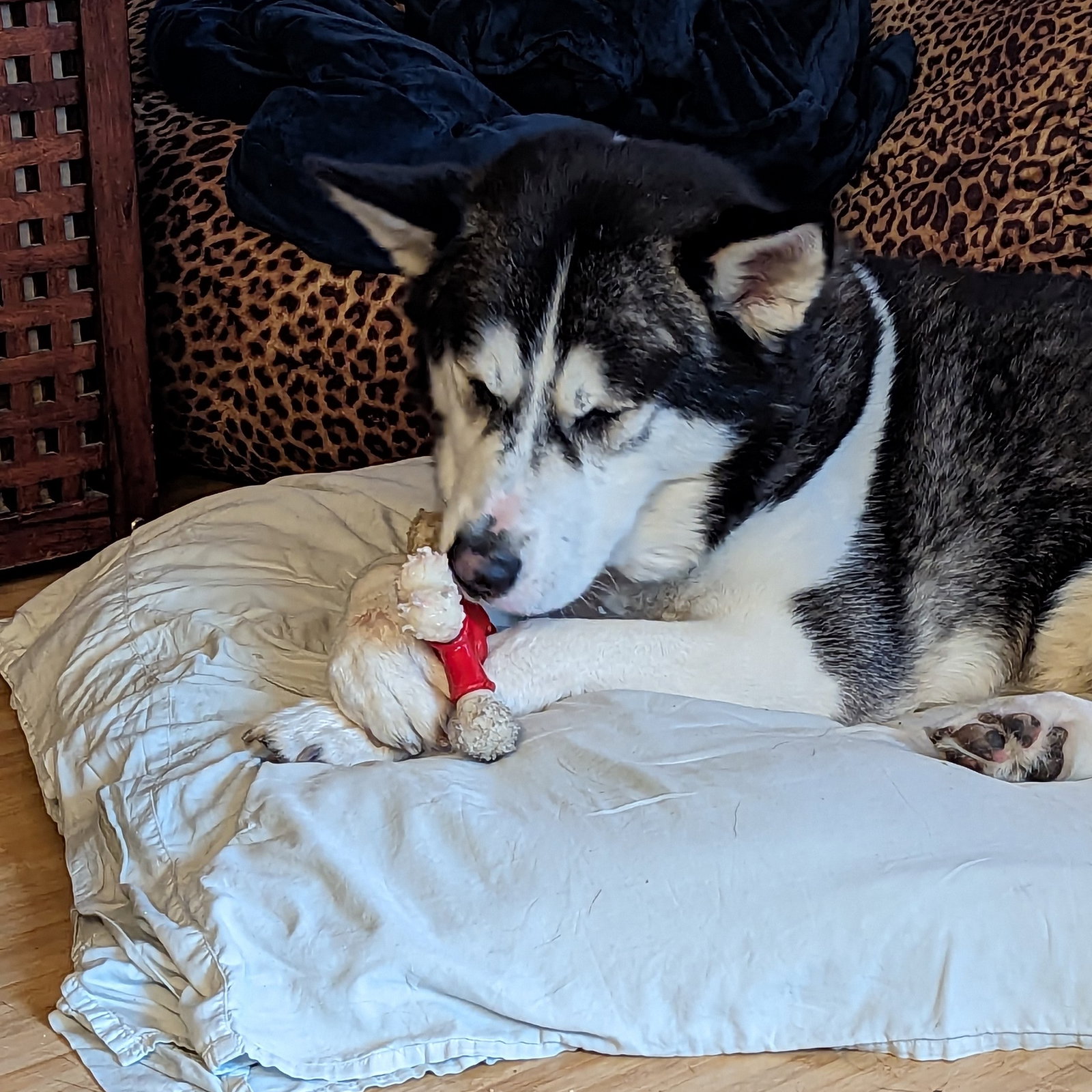 dog-image