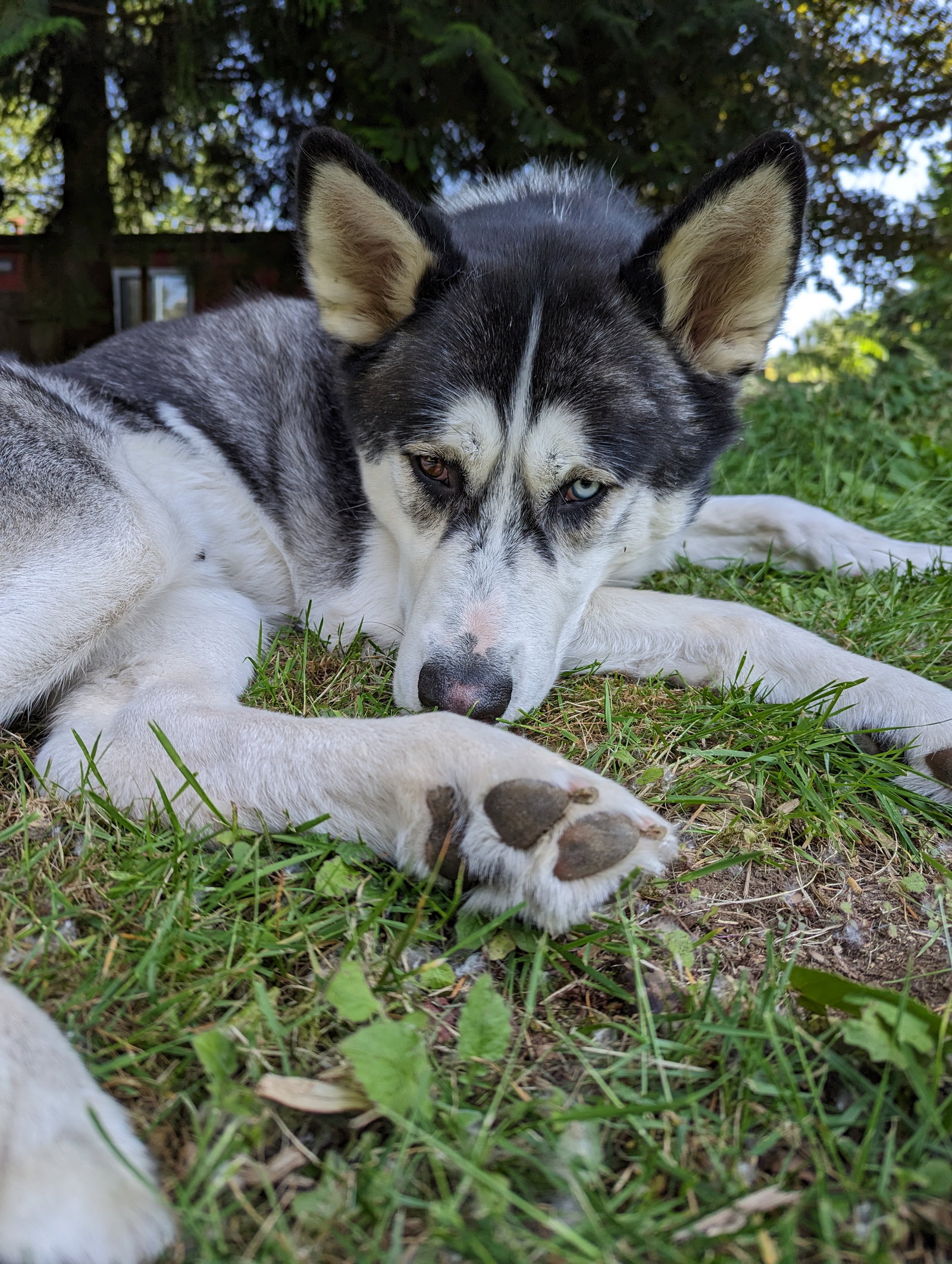 dog-image