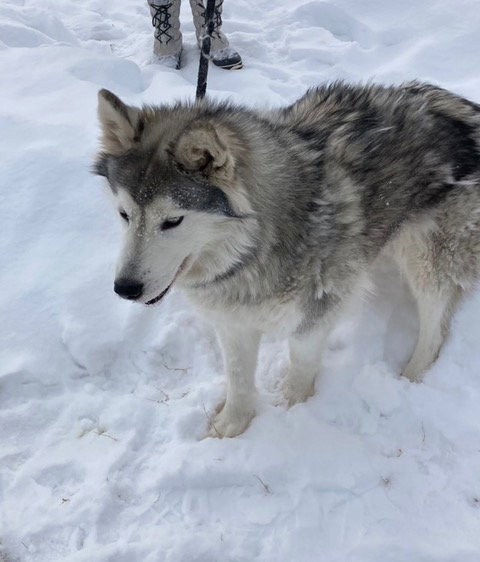 dog-image