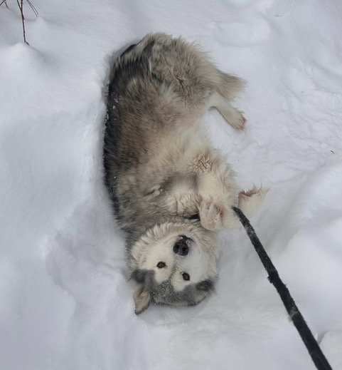 dog-image