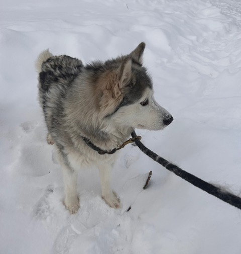 dog-image