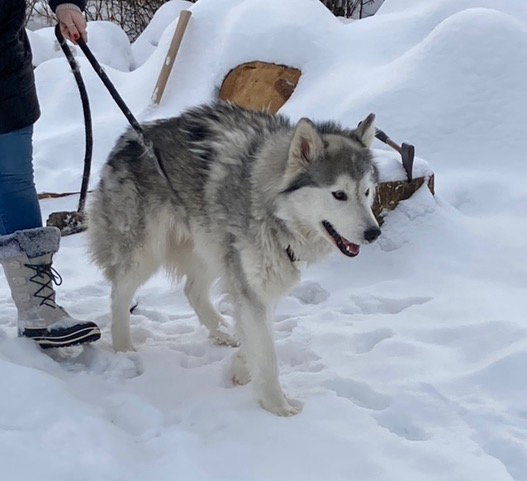 dog-image