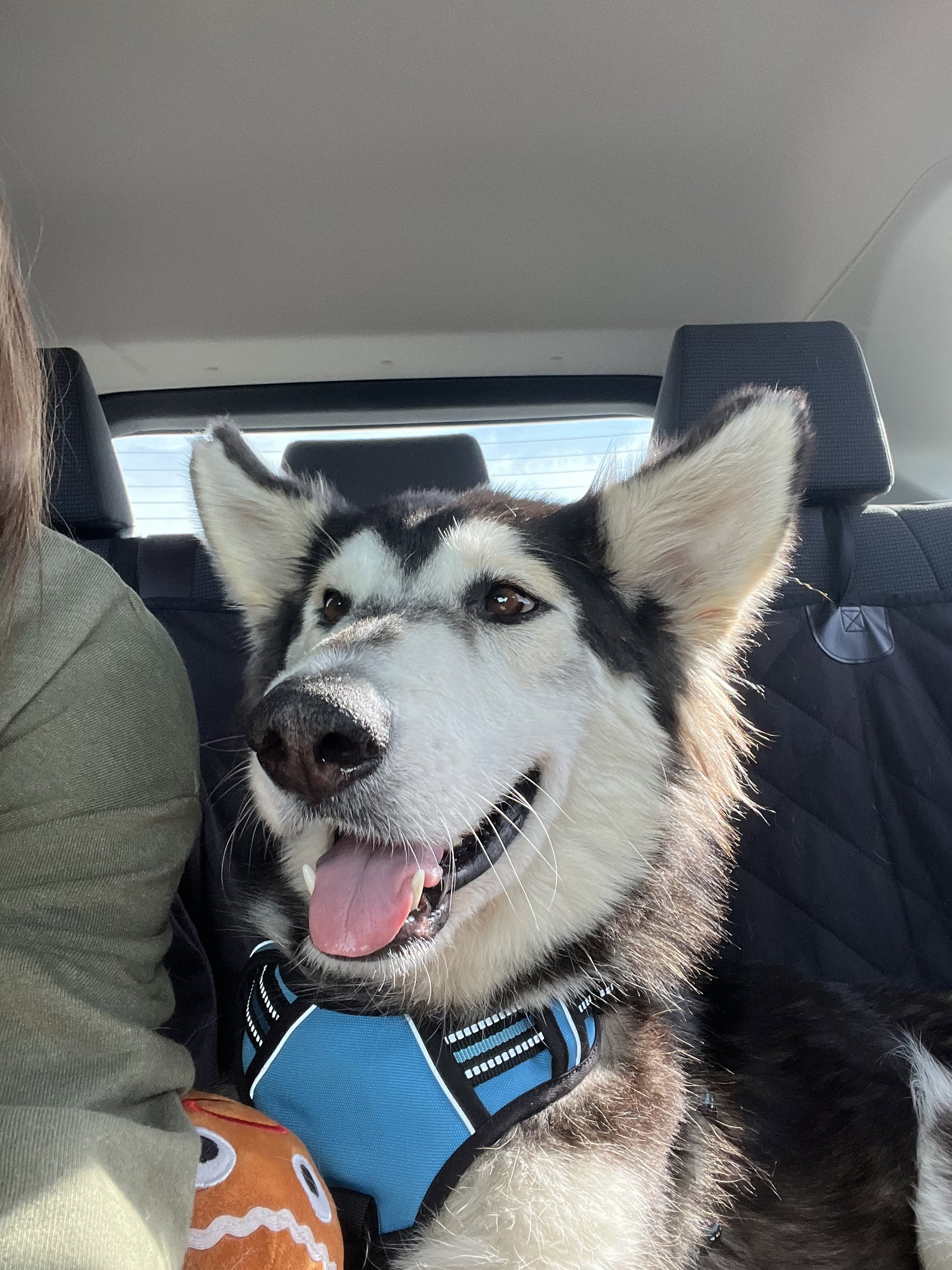 dog-image