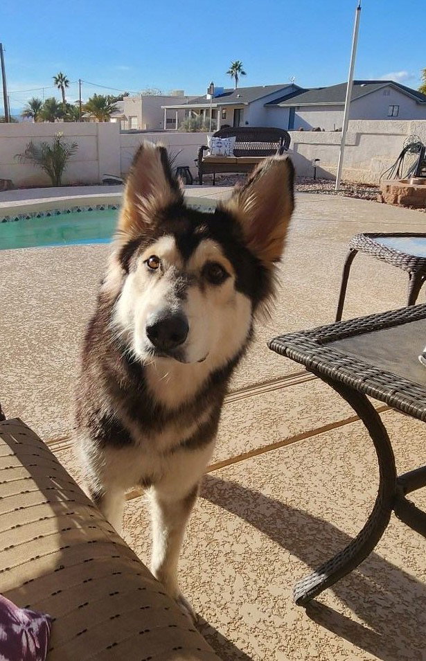 dog-image