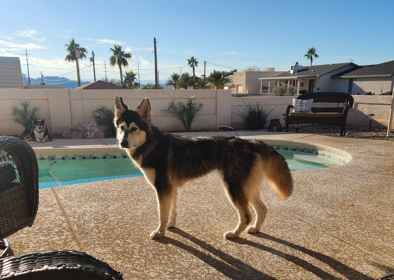 dog-image