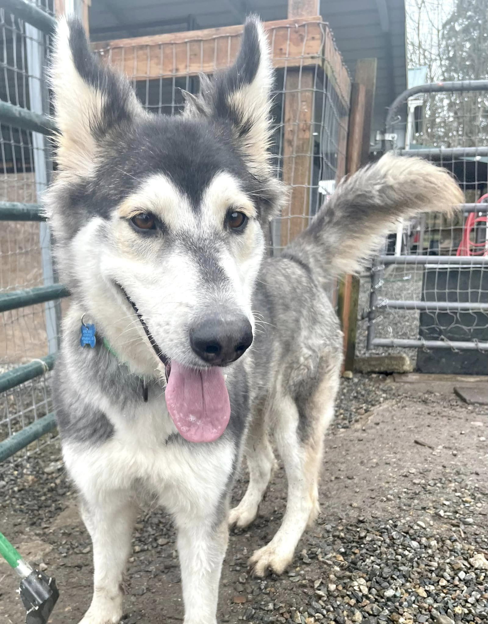dog-image