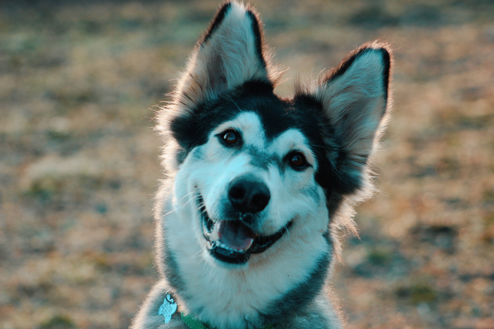 dog-image
