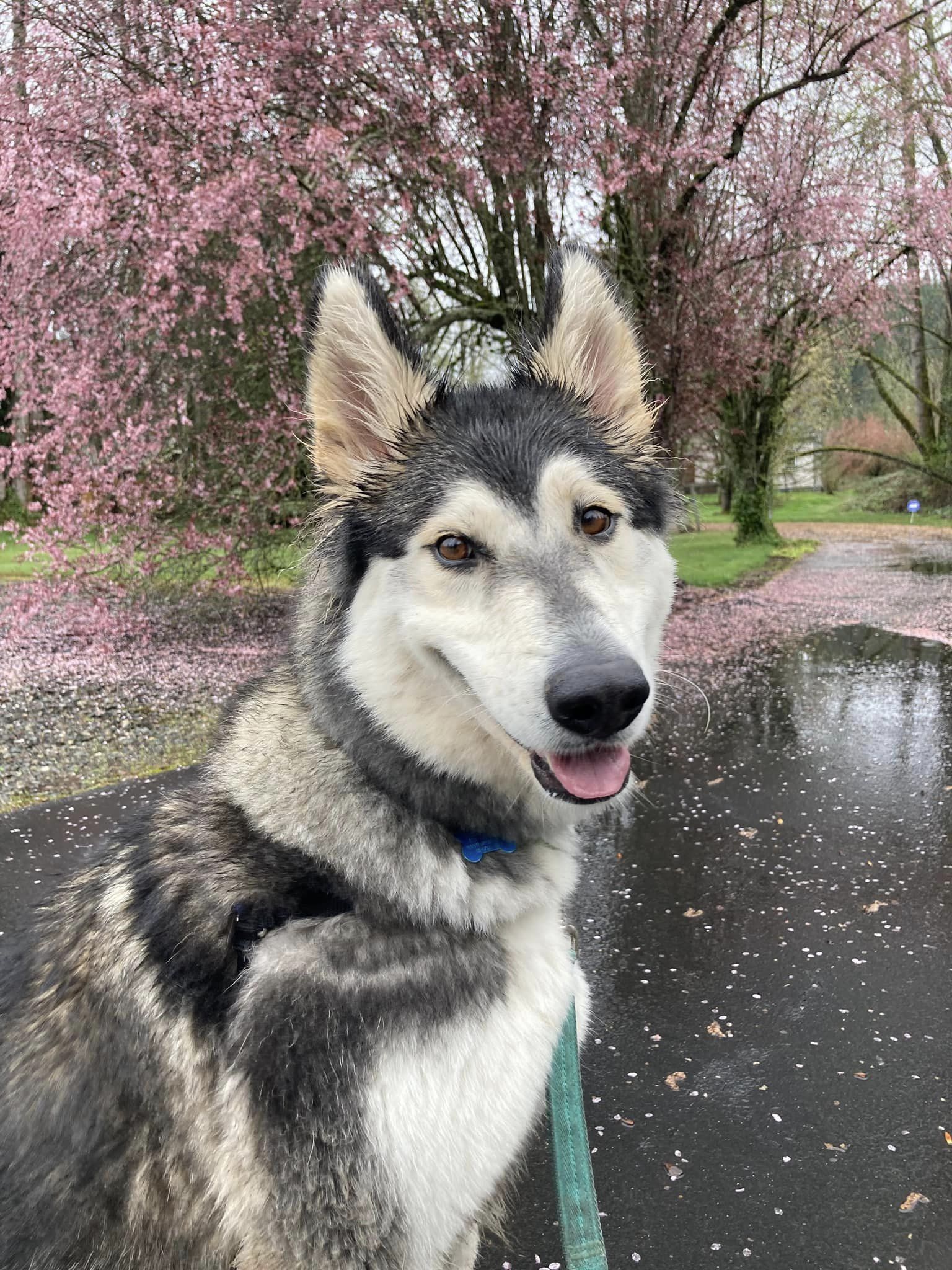 dog-image