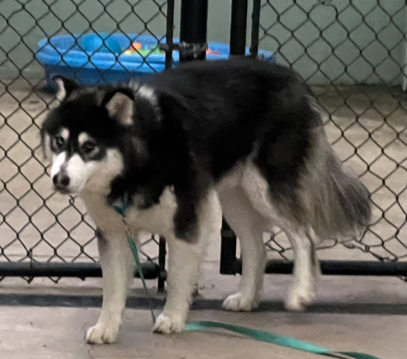 dog-image