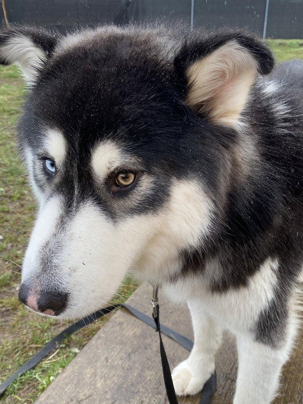 dog-image