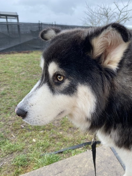 dog-image